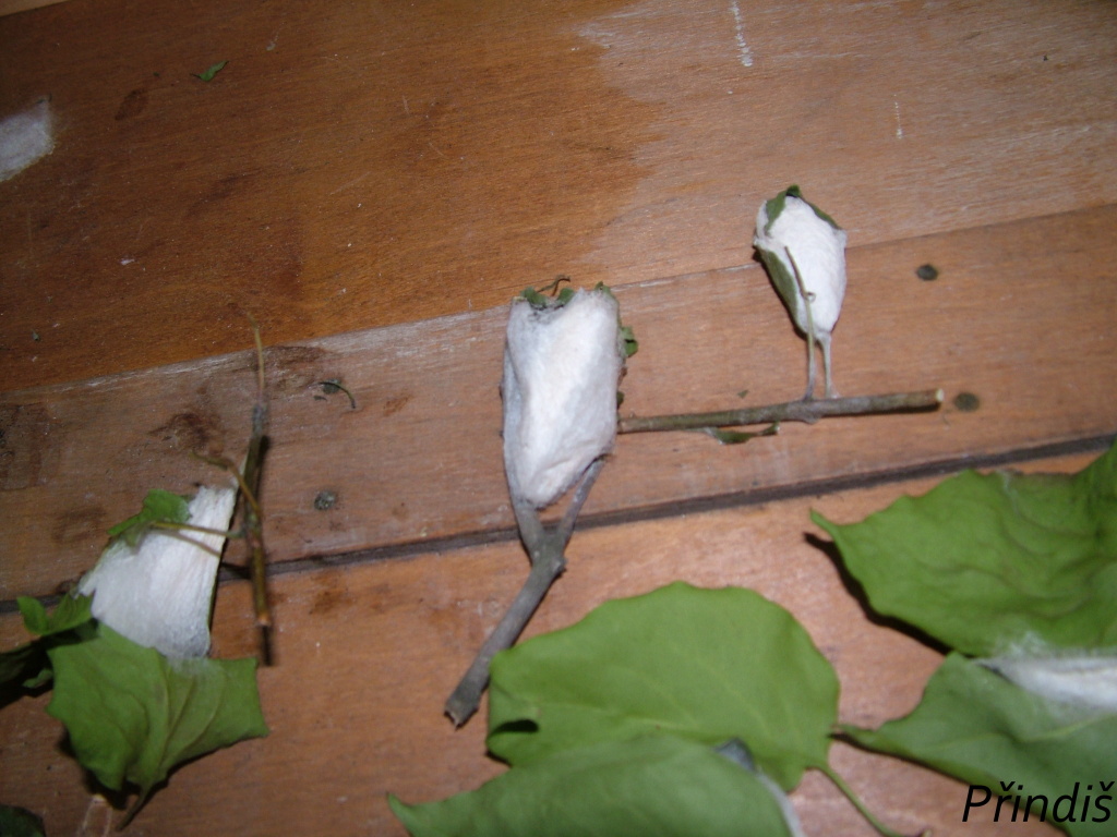 DSCF7627