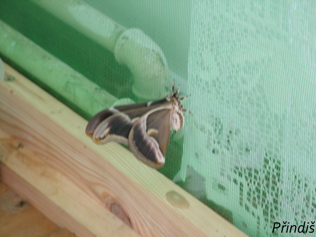 DSCF7790