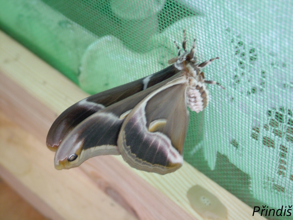 DSCF7793