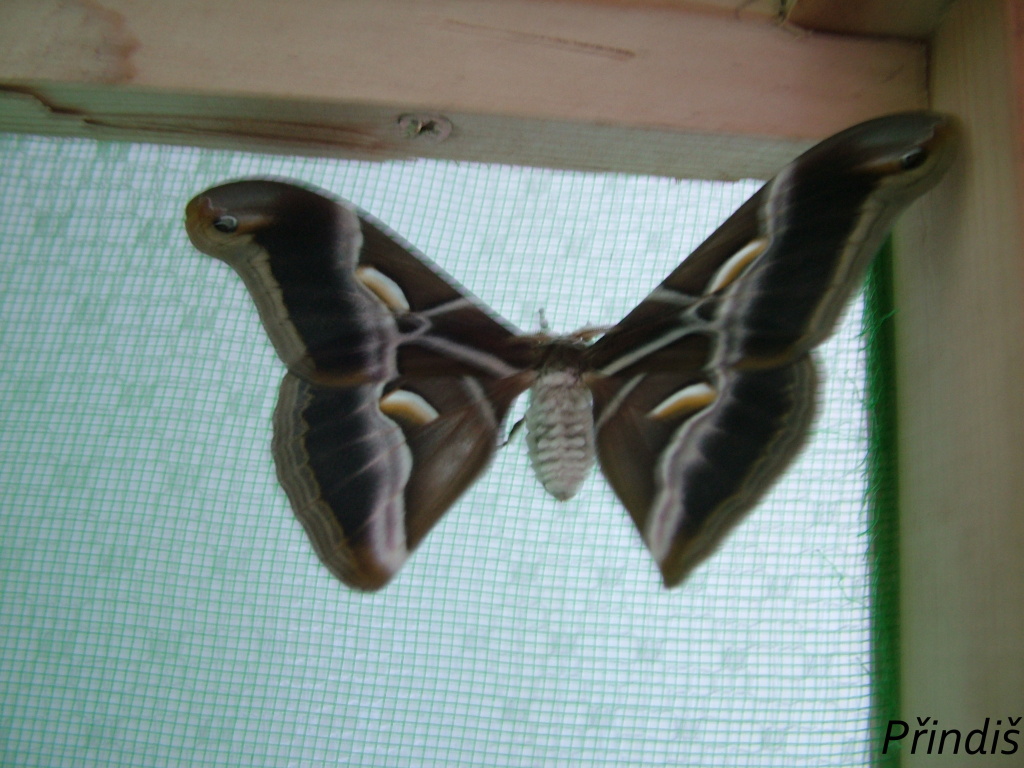DSCF7796