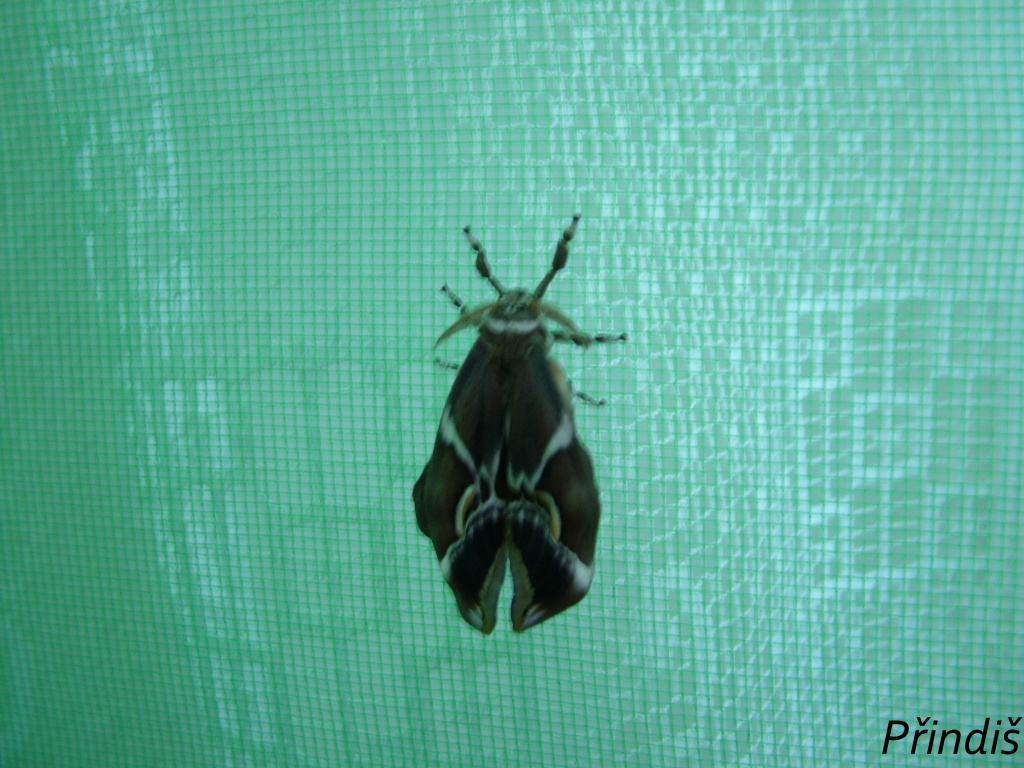 DSCF7798