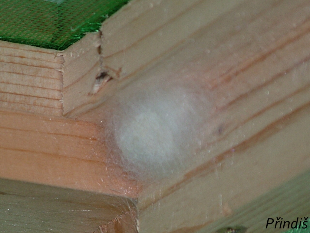 DSCF8111