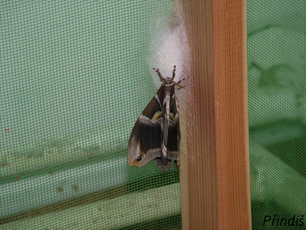 DSCF8140