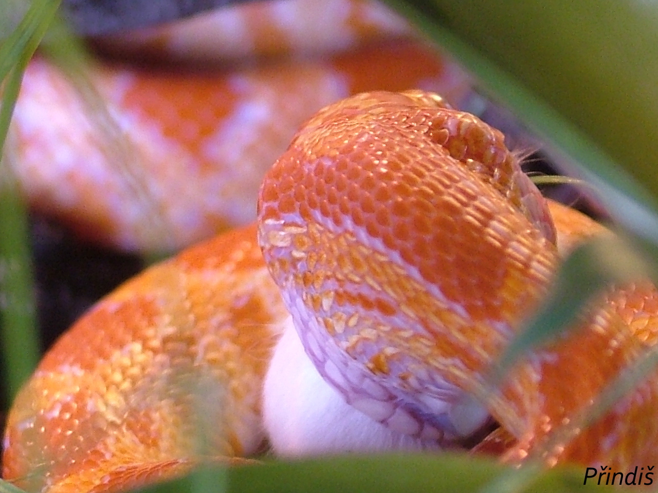 DSCF0338
